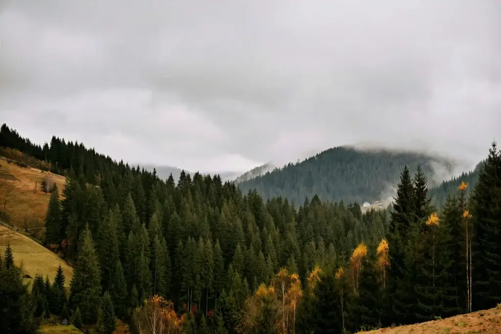 the marlow pine trees